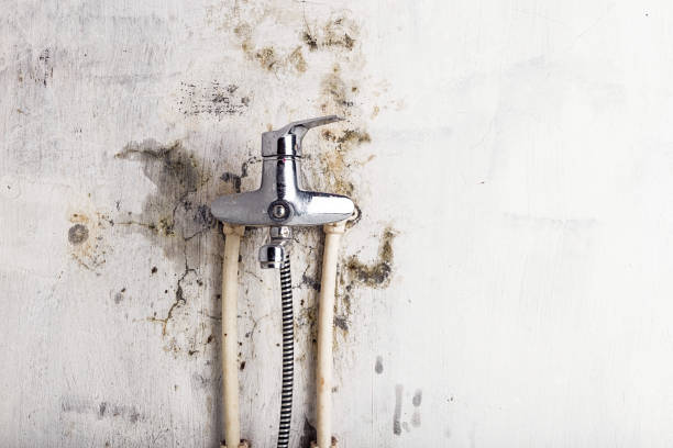Best Preventive Mold Services in Cambridge, OH
