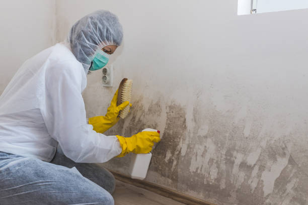Best White Mold Remediation in Cambridge, OH