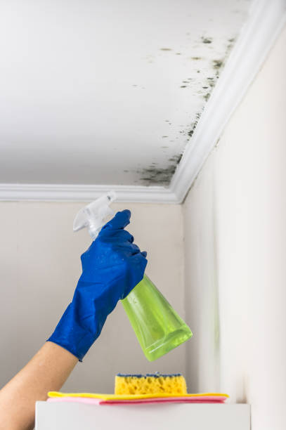 Best Residential Mold Remediation in Cambridge, OH