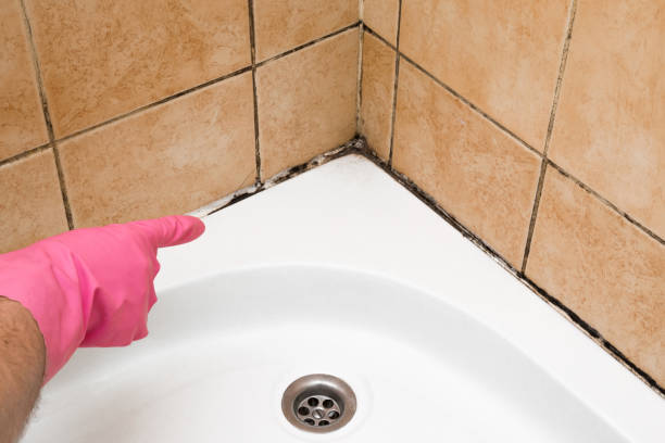 Best Post-Flood Mold Remediation in Cambridge, OH